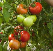 Seminte tomate (rosii) Alamina F1