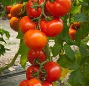 Seminte tomate (rosii) Attiya F1