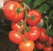 Seminte tomate (rosii) Clarabella F1