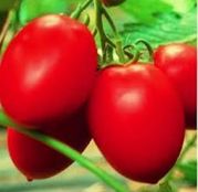 Seminte tomate (rosii) Colibri F1