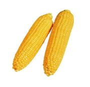 Seminte porumb zaharat Landmark F1 1 kg