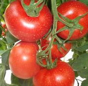Seminte tomate (rosii) Lorely F1 