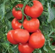 Seminte tomate (rosii) Abellus F1
