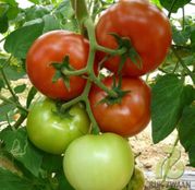 Seminte tomate (rosii) Cinto F1