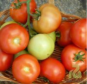 Seminte tomate (rosii) Lilos F1