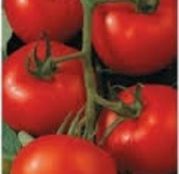 Seminte tomate (rosii) Tamaris F1