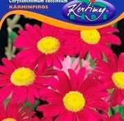 Seminte flori Margarete (Chrysanthenum coccineum) rosii 0.25g