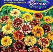 Seminte flori Carciumarese (Zinnia haagena) amestec de culori 
