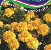 Seminte flori Craite cu flori mici (Tagetes patula) Robusta - galben aurii 1g