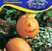 Seminte Dovlecel Ghostrider / Halloween (Cucurbita pepo) 2g