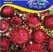 Seminte Flori de Paie (Helichrysum bracteatum) bronz 1g