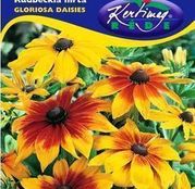 Seminte flori Rudbeckia (Rudbeckia hirta) Gloriosa Daisies 0.5g