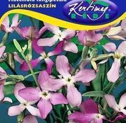 Seminte flori Micsunele (Matthiola longipetala) mov 1g