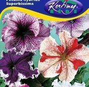 Seminte flori Petunii cu flori mari (Petunia hybrida superbissima) amestec de culori 0,125g