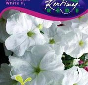 Seminte flori Petunii curgatoare (Petunia hybrida) Avalanche F1 White - albe 50seminte