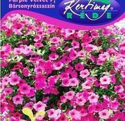 Seminte flori Petunii curgatoare (Petunia hybrida) Avalanche Purple Velvet F1 - roz 50seminte