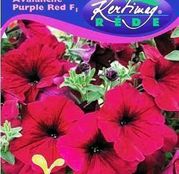 Seminte flori Petunii curgatoare (Petunia hybrida) Avalanche Purple red F1 - rosii 50seminte