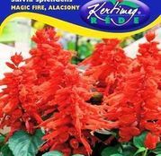 Seminte flori Salvia (Salvia splendens) Magic fire - rosu pitic 0,5g
