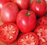 Seminte tomate (rosii) Fenda F1 1000 seminte