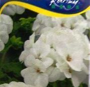 Seminte flori Muscate Albe (Pelargonium zonale)