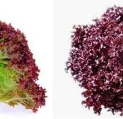 Seminte salata Sanguine 10 g