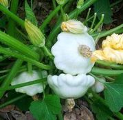 Seminte Dovlecel ornamental "steluta" (Cucurbita pepo) 