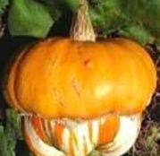 Seminte Dovlecel ornamental "turban" (Cucurbita maxima) 