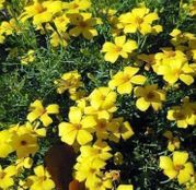 Seminte flori Craite pitice (Tagetes tenuifolia) galbene cu flori simple 
