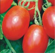 Seminte tomate Missouri (50 g)