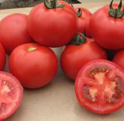 Seminte tomate Valday F1 500sem.