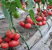 Seminte tomate (rosii) Griphon F1 (500 sem.)