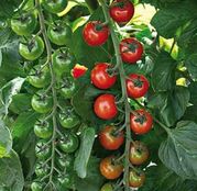 Seminte tomate (rosii) Tropical F1 (100 sem.)