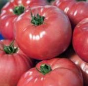 Seminte tomate (rosii) VP1 F1/ "Tomata Roz" (250 sem.)