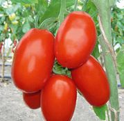 Seminte tomate (rosii) Torquay F1 1000 seminte