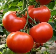 Seminte tomate (rosii) Axiom F1 (500 sem)