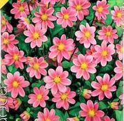 Bulbi de flori Dalia Topmix Pink 1buc