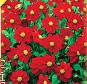 Bulbi de flori Dalia Topmix Red 1buc