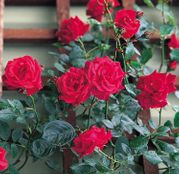 Butasi trandafiri cataratori rosii parfumati