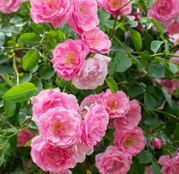 Butasi trandafiri cataratori roz parfumati