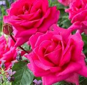 Butasi de trandafiri Polyantha Roz Criterion