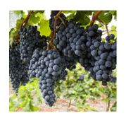 Tratamente la vita de vie, pachet 100 L apa