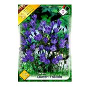 Bulbi de flori Triteleia Blue Queen Fabiola 15buc