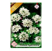 Bulbi de flori Triteleia lactea Hyacintha 15buc 