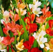 Bulbi de flori Tritonia Mixed 10buc