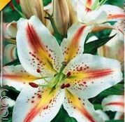 Bulbi de flori Crin Oriental Hybrid Garden Party 1buc