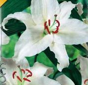 Bulbi de flori Crin Oriental Hybrid Siberia 1buc