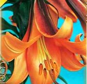 Bulbi de flori Crin Trumpet African Queen 1buc