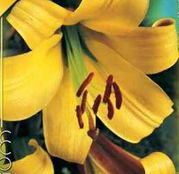 Bulbi de flori Crin Trumpet Golden Splendour 1buc