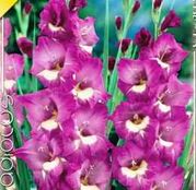 Bulbi de flori Gladiole Valencia 10 buc