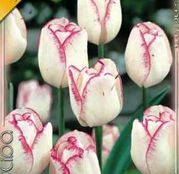 Bulbi de flori Lalea Shirley 10buc